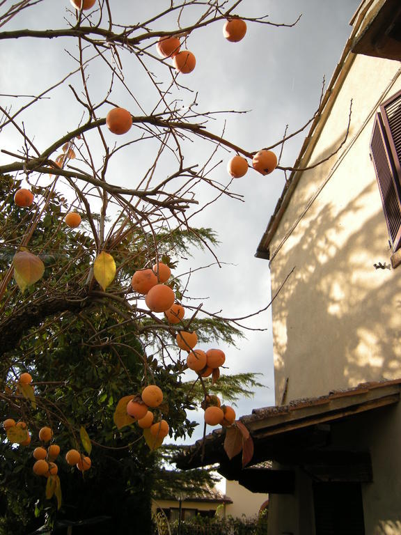 Agriturismo Il Colle سيينا الغرفة الصورة